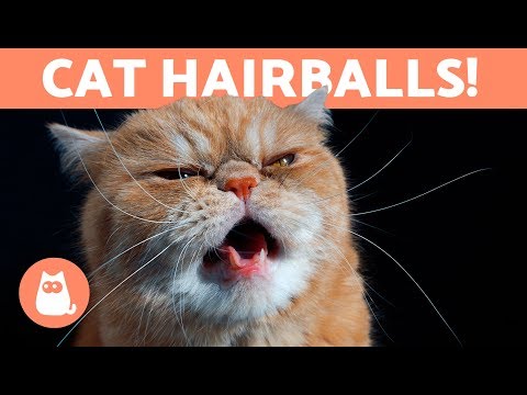 HAIRBALLS in CATS - Symptoms and Treatment Options