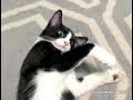 CUTEST Tuxedo Kitten Sleepy Or Broken