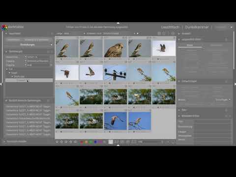 darktable 3.6 - Sammlung filtern