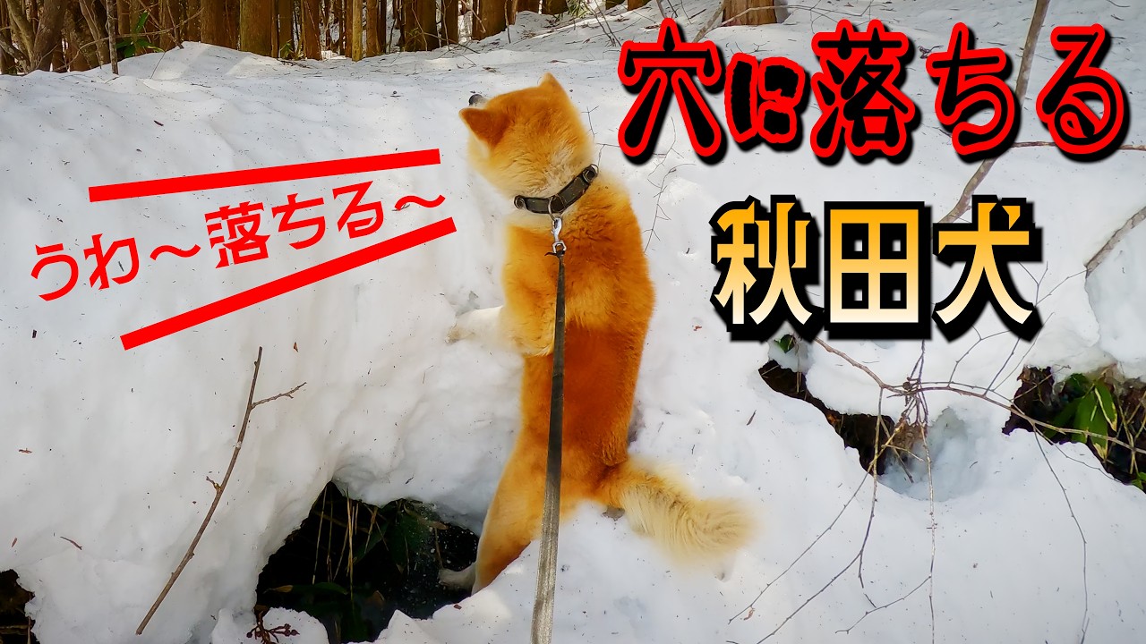 【悲劇】落とし穴に落ちる秋田犬と飼い主【びしゃもんの日常の一コマ】