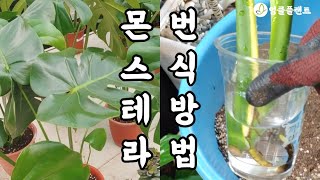 쉬운 몬스테라 번식 방법 집에서 따라하기! #식물키우기 #공기정화식물 #엉클플랜트