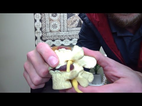 The real cause of cold feet and peripheral circulation loss in toes