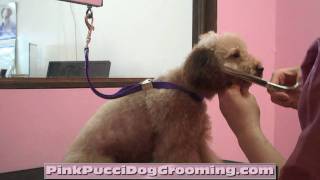 Toy Poodle Bell gets a Full Japanese Style Dog Grooming at the Pet Spa Torrance 犬トリミング