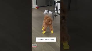 Dog Has Some Trouble With New Rain Boots #shorts
