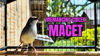 Download lagu CIBLEK SEMI GACOR AMPUH UNTUK PANCINGAN CIBLEK BAHAN DAN MASTERAN CIBLEK MACET SEKETIKA NYAUT mp3