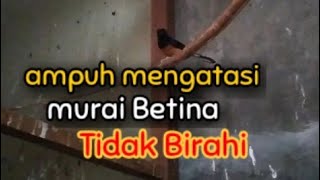 Download lagu suara murai jantan Birahi memanggil Betina _ pancingan ampuh untuk menaikan birahi murai betina mp3