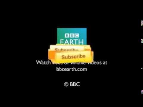 Diplodocus Herd- Walking with Dinosaurs