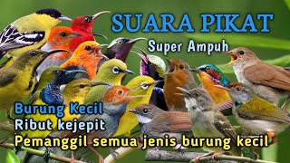 Download lagu SUARA PIKAT BURCIL SUPER AMPUH  mp3