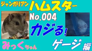 ハムスター カジる ゲージ編