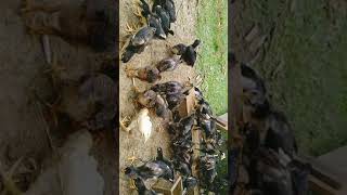 Download lagu 30 puluh hari anak ayam bisa panen habis mp3 Download lagu 30 puluh hari anak ayam bisa panen habis mp3