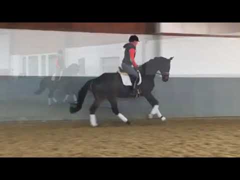 Weidenhof-Verkaufspferd:"Silver Likota" *2011 Hannoveraner Stute v. Silberschmied