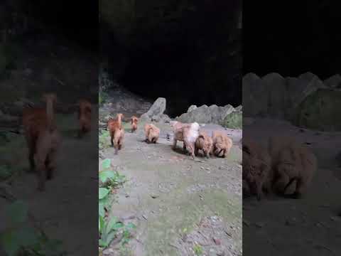dentrando a una caverna video1 de 5