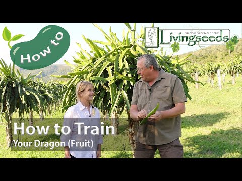 How to Train Your Dragon (Fruit)! | Pro dragon fruit growing tips