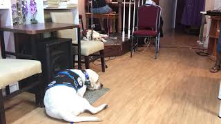 Service Dogs  at Church Rehearsal
