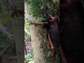World S Largest And Heaviest Insect Weta Giantweta Insects Insect Insectlovers Animals Wild