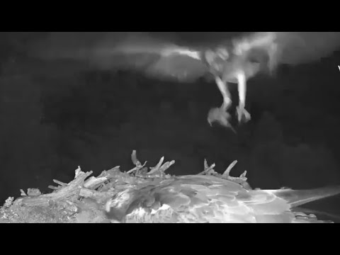 Louis the Loch Arkaig Osprey brings a record early first fish 18 Jun 2020