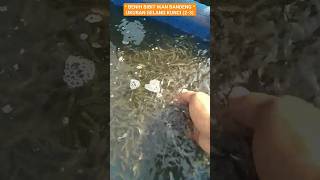 Download lagu BENIH BIBIT IKAN BANDENG UKURAN GELANG KUNCI (2-3 cm) #bibitikanbandeng #milkfish mp3 Download lagu BENIH BIBIT IKAN BANDENG UKURAN GELANG KUNCI (2-3 cm) #bibitikanbandeng #milkfish mp3