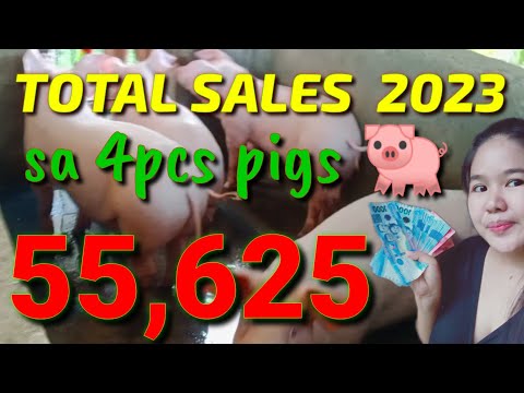 MAGKANO ANG PUHUNAN AT KITA SA APAT NA BABOY 2023 at ilang feeds Ang kaya nilang ubusin bago mabenta