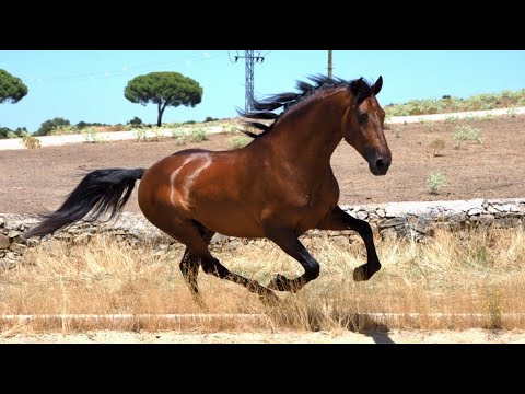 SPECIAL PRE HORSE - MORPHOLOGY AND MOVEMENTS IN ONE