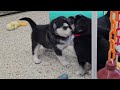Goberian dogs for sale: Wynona - Video 1