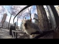 Squirrels in Union Square Park -NYC 