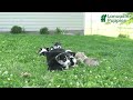 Welsh Corgi Pembroke dogs for sale: Abby  - Video 1