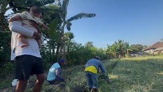 Download lagu ELLEA WATCHES HER DAD HARVEST SHALLOTS mp3