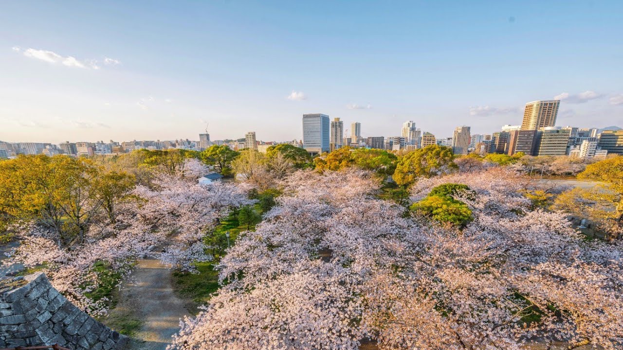 Embark on a captivating walking tour through the enchanting Maizuru Park.