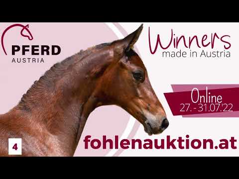 🍀www.fohlenauktion.at - Nr.  4️⃣ "S'BONDGIRL" v. BONDS - CONTENDER - LANDGRAF I
