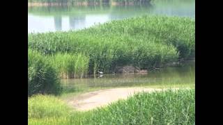 preview picture of video 'Pasari salbatice pe lacul Mihailesti - part.2'