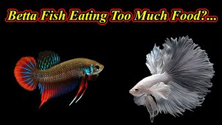 Why My Betta Fish Is Eating Too Much Food?... / Fish Aquarium Tamil