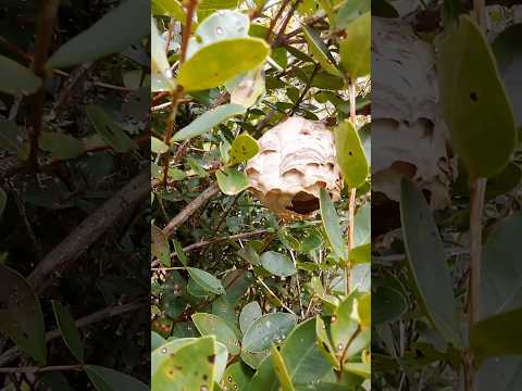 avispas construyendo su nido Colombia ♥️💯🇨🇴