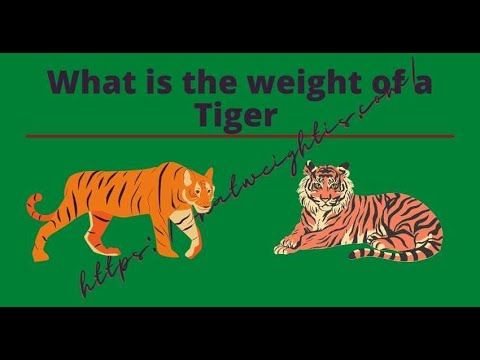 How Much Do Tiger Weigh-Know Fully Within 5 minutes Properly