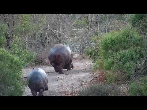 Djuma: Hippos leave the pan - 06:24 - 08/12/19
