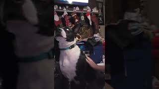 Video preview image #1 American Staffordshire Terrier-Unknown Mix Puppy For Sale in Holly Springs, NC, USA