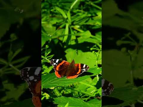 Care Selve From the Opera Atalanta #Handel Zanta Hofmeyr