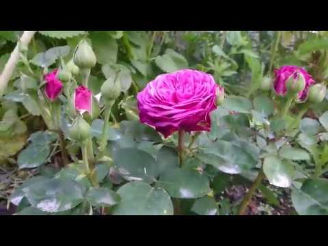 Обзор розы Heidi Klum, Tantau Германия 1999