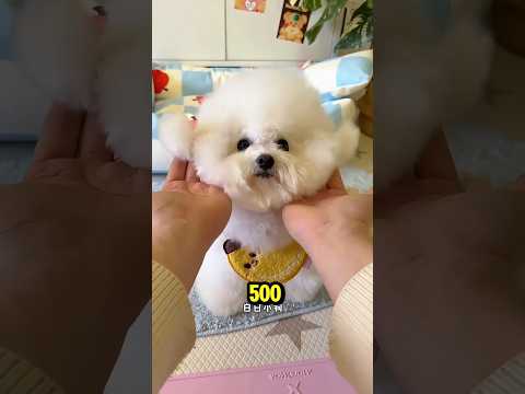 PupDog daily routine #PupDog #CuteDog #DogShorts 🐶