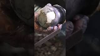 Download lagu This salt is so #rare that only a few families in the #Philippines still make it. 🧂 #dinosauregg mp3