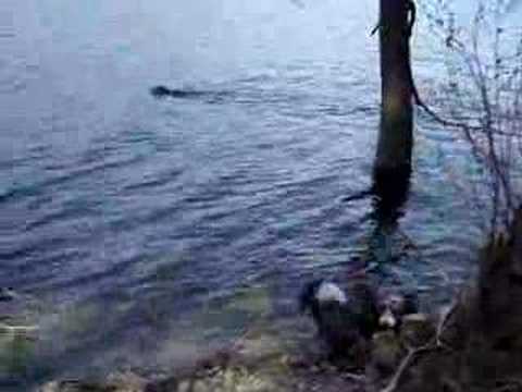 Lord der Langstreckenschwimmer