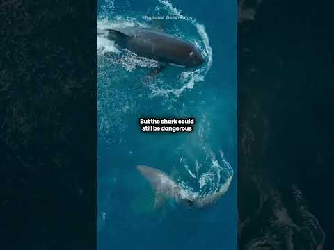 Orca Defeats Great White Shark With One Blow