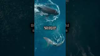 Orca Defeats Great White Shark With One Blow