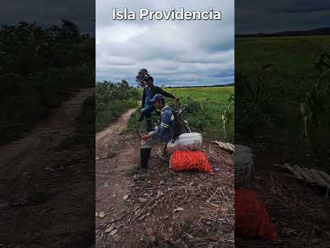 Isla Providencia, despensa agrícola del municipio de Zambrano Bolívar.