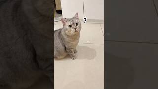 Download lagu Babu kaget karena berat badan Kucingnya sampai 7kg 😱 #shorts #kucing mp3