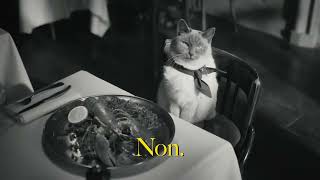 Temptations New Dry Cat Food Commercial