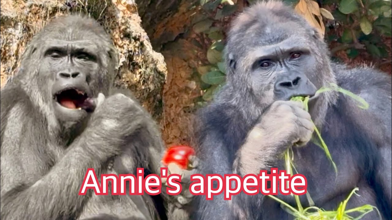 体の傷はまだ痛々しいが食欲旺盛で元気なアニー❣️