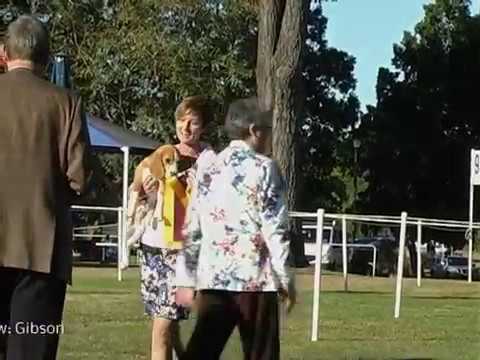 15 July 18 Hound Club of Qld Champ Show