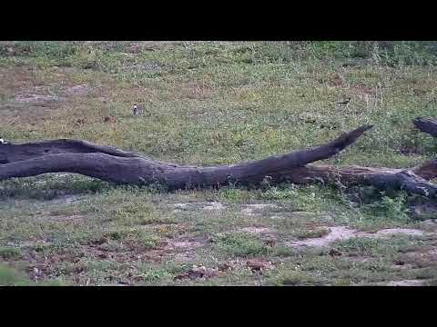 Djuma: Blacksmith Lapwing and some chicks - 07:40 - 11/12/20