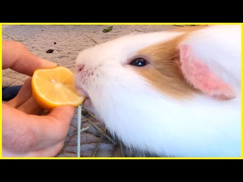YouTube video about: Can guinea pigs eat lemon?