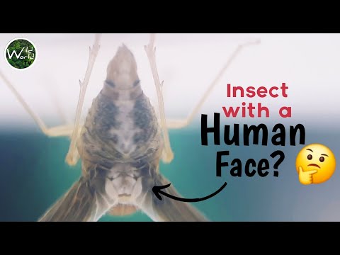 The Insect With a Human Face – Meet the Zoraida Planthopper